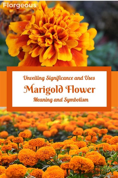 The Historical and Cultural Significance of Marigold Flowers