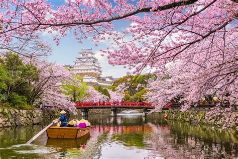 The Historical and Cultural Significance of Tiny Golden Blossoms