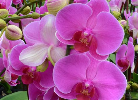 The History and Origins of Blush Orchids