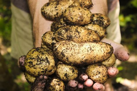 The History and Origins of Golden Tuber