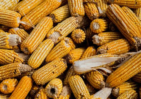 The History and Origins of Grilled Corn