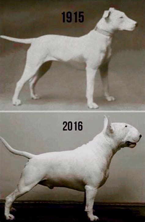 The History and Origins of the White Bull Terrier