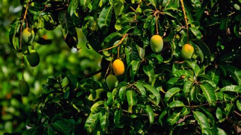 The History of Mango Cultivation