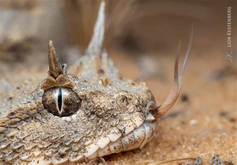 The Horned Viper: A Menacing Creature of the Desert