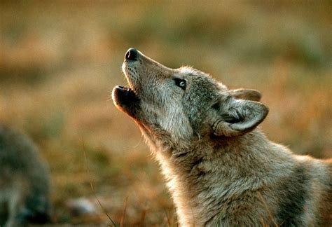 The Howl of the Wild: The Language of Wolves