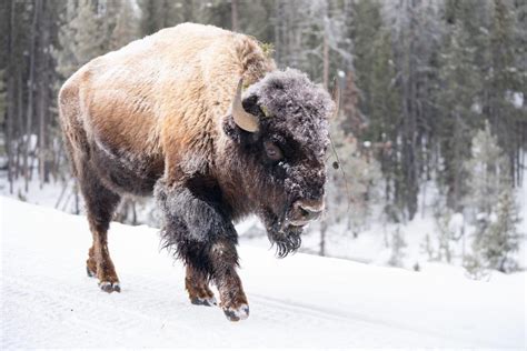 The Human Settlement Impact on Bison Population