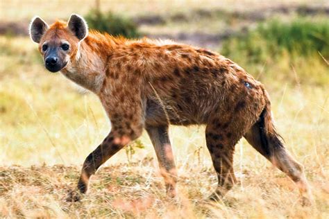 The Hyena Networking Community