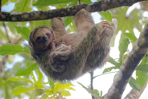 The Iconic Image: Understanding the Appeal of Sloths