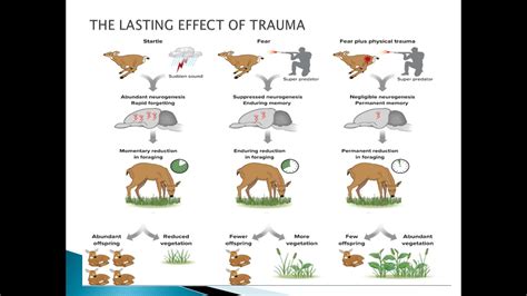 The Impact of Childhood Trauma on Shaping Dreams of Animal Suffering