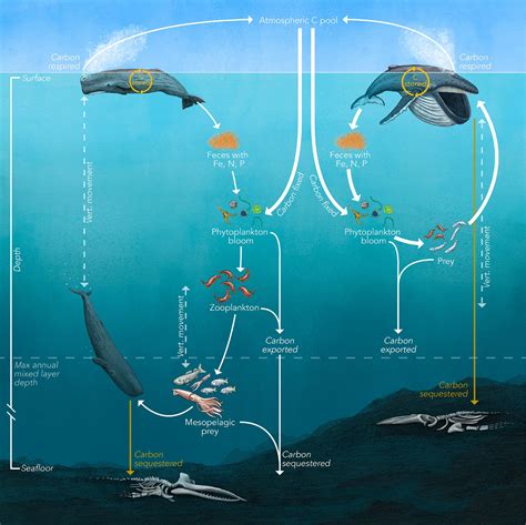 The Impact of Climate Change on Whale Populations