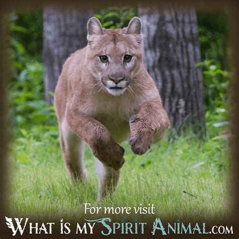 The Impact of Cougar Dreams: Uncovering the Hidden Meanings