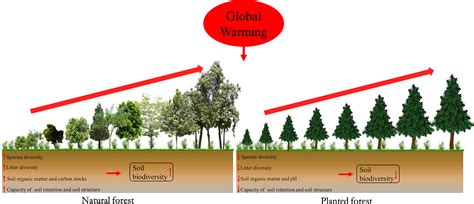 The Impact of Crimson Snow on Ecosystems and Biodiversity