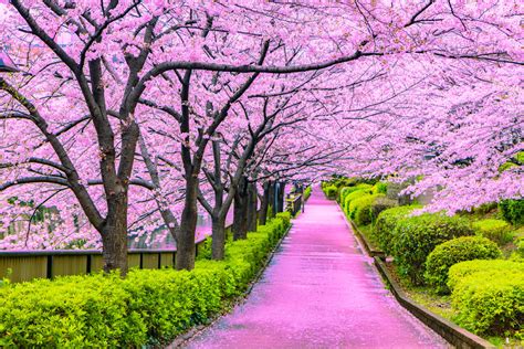 The Impact of Cultural and Historical Background on Dreams Filled with Fragrant Blossoms