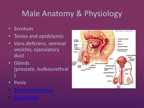 The Impact of Cultural and Social Factors on Interpreting Dreams Related to Male Reproductive Organs