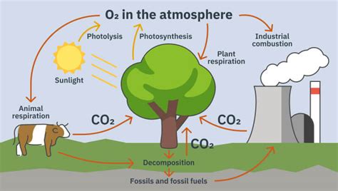 The Impact of Deforestation on Oxygen Levels