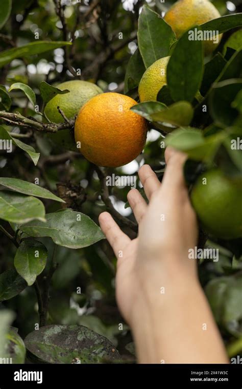 The Impact of Dreaming About Harvesting Citrus Fruit from a Tall Plant