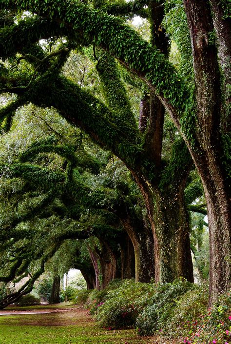 The Impact of Dreams: How Majestic Oak Trees Inspire and Guide our Lives