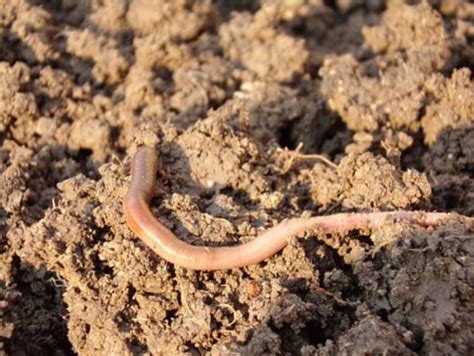 The Impact of Earthworm Dreams on Decision-making and Personal Development