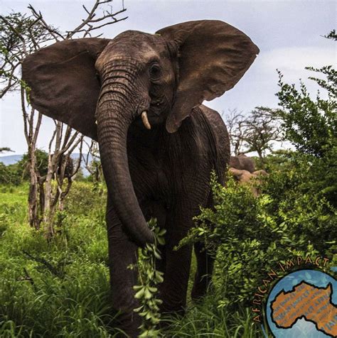 The Impact of Elephant Encounters on Conservation Efforts