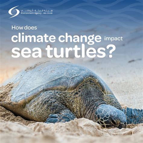 The Impact of Environmental Changes on Sea Turtle Populations