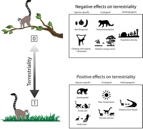 The Impact of Environmental Factors on Primate Reverie