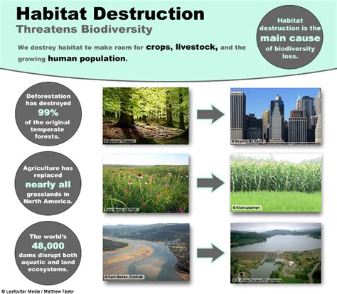 The Impact of Human Activity: Exploring the Factors Leading to Plant Extinction