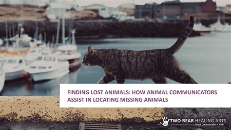 The Impact of Social Media in Locating Missing Animals