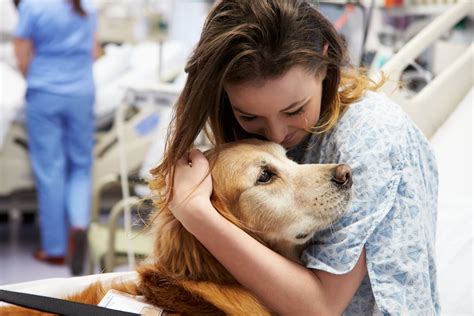 The Impact of Therapy Animals in Healing and Support