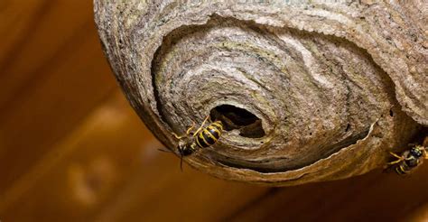 The Impact of Wasp Nest Dreams on Our Emotional Well-being