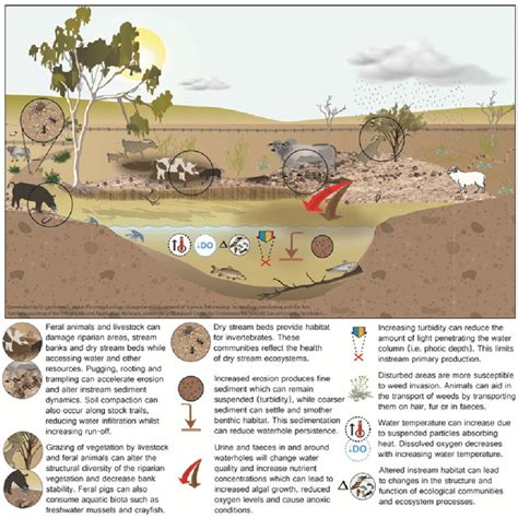 The Impact of the Feral Equid on the Ecosystem