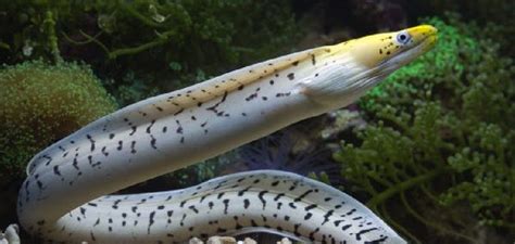 The Impact of the White Eel's Beauty and Legacy on Art and Literature