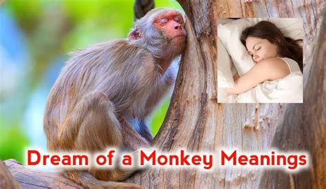 The Import of Monkeys in Dream Decoding