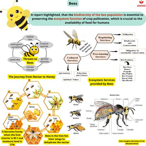 The Importance of Bees in the Ecosystem