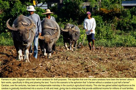 The Importance of Carabaos in Philippine Agriculture