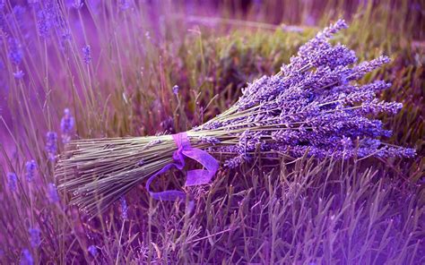 The Importance of Color: Exploring the Phenomenon of a Lavender Taste Organ