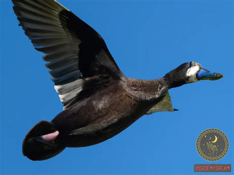 The Importance of Color: Revealing the Significance behind a Pale Duck Offspring Vision