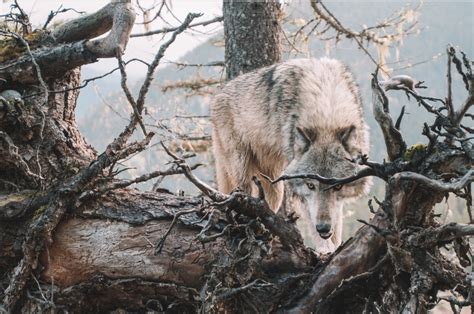 The Importance of Conflict in Dreaming About Battles Among Wolves