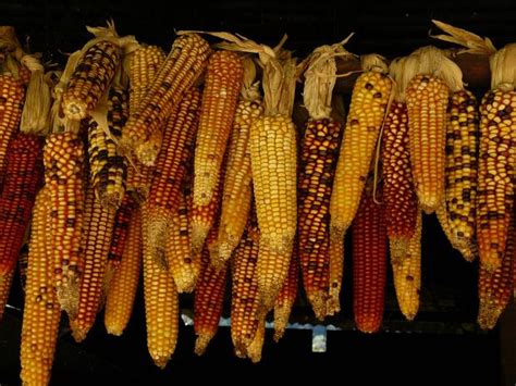 The Importance of Corn Dreams across Different Cultures