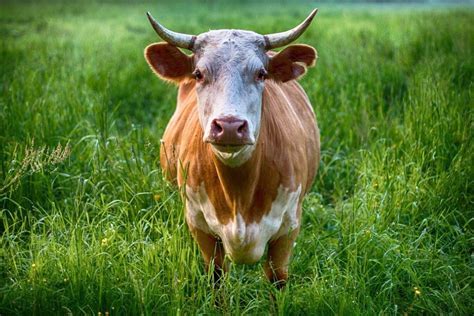 The Importance of Dreaming About a Bovine Creature