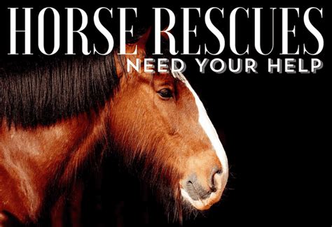 The Importance of Equine Rescues: Why It Matters