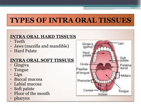 The Importance of Having Tissue in Your Oral Cavity While Experiencing Reveries