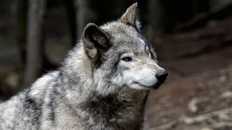 The Importance of Having Wolf-Related Dreams During the Expecting Period