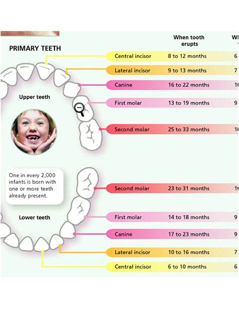 The Importance of Losing Baby Teeth