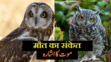 The Importance of Owls in Hindi Culture