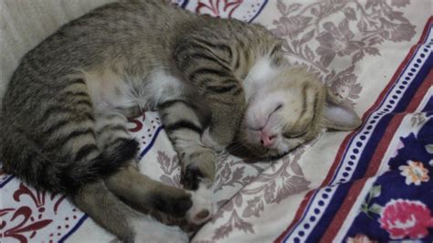 The Importance of Playtime in Facilitating a Restful Night's Sleep for Your Kitty