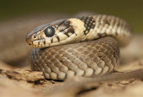 The Importance of Predation in the Imagery of Snakes Conquering Canines