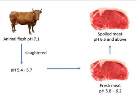 The Importance of Prepared Animal Flesh within the Analysis of Dreams