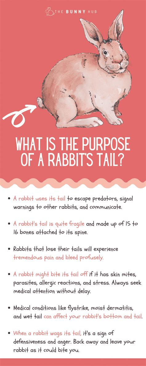 The Importance of Rabbit Tails in Dreams