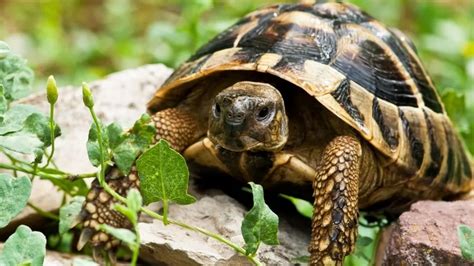 The Importance of Selecting the Tortoise in Dreams