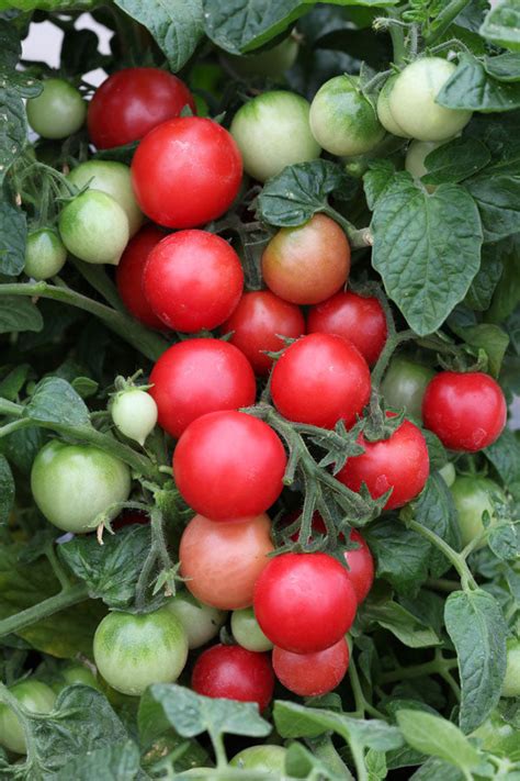 The Importance of Succulent Scarlet Tomatoes in Dreams